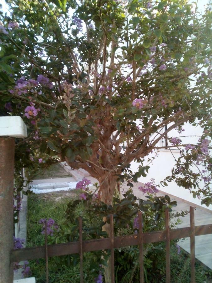 The Judas Trees Mestre Eksteriør bilde
